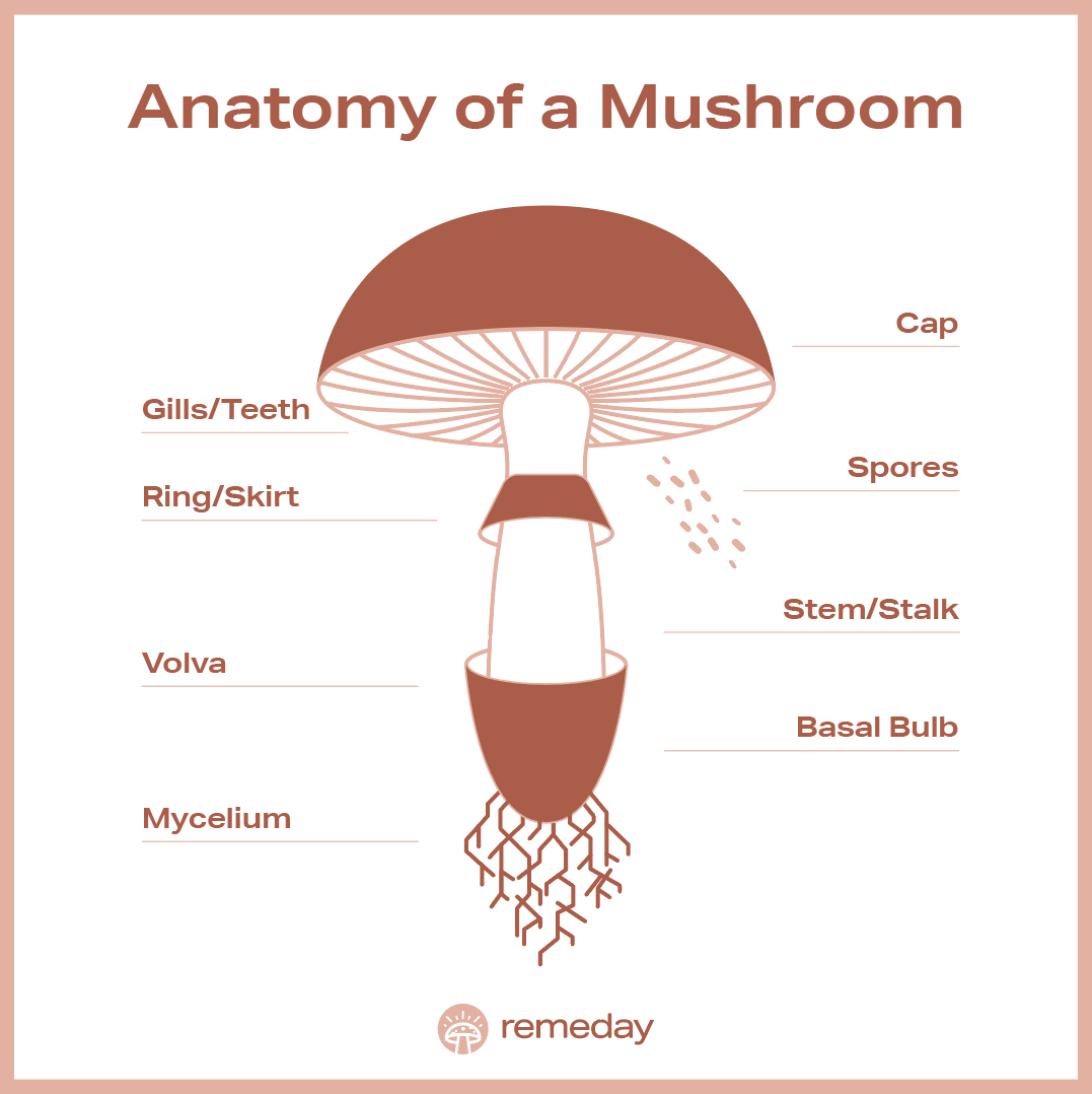 Understanding Mushroom Anatomy Beginner's Guide